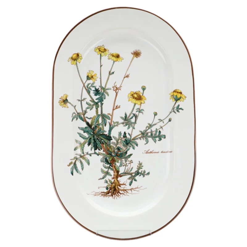 Fleischplatte klein Anthemis tinctoria mit Wurzel